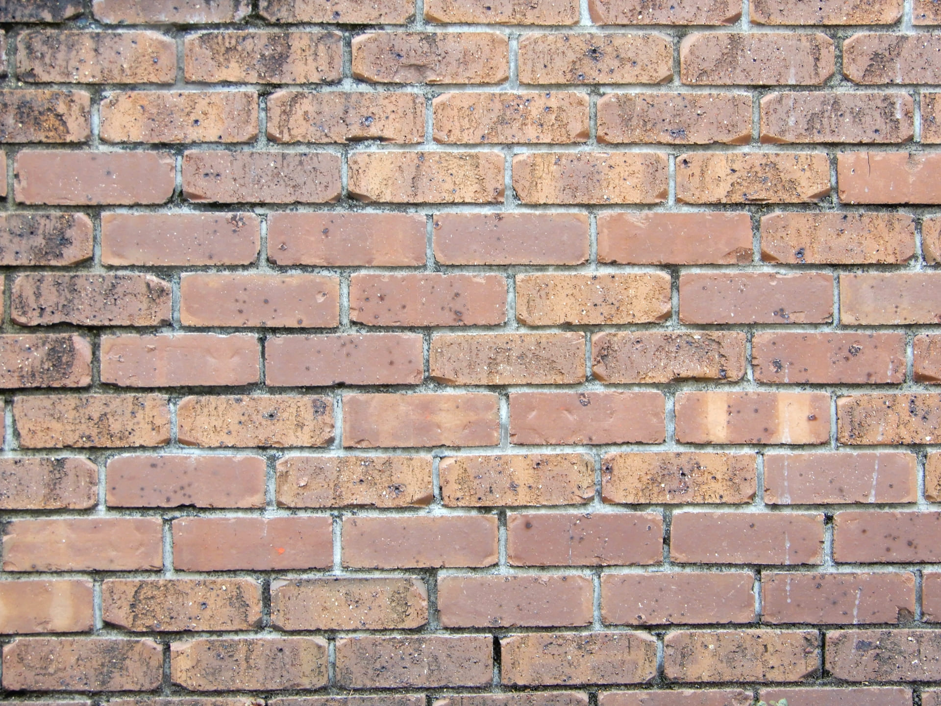 レンガの外壁や塀にカビが！発生原因と防止法を徹底解説