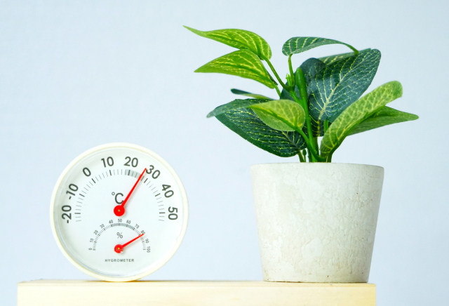 ムコールとは？特徴や分類を解説　アレルギーや毒素に警戒！