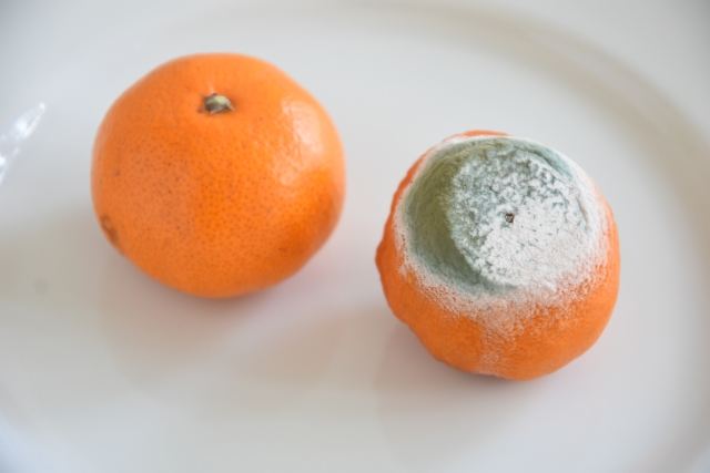 カビの真実：その定義と特徴