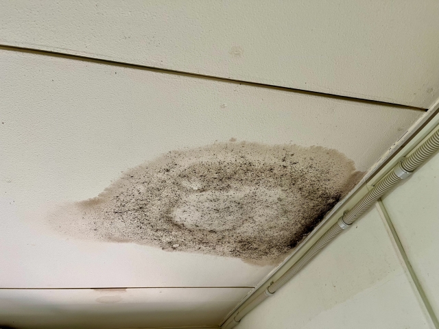 欠陥住宅とカビ：驚くべき関係性とその影響