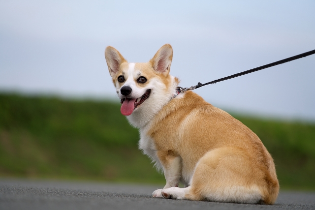 カビの脅威からペットを守る！効果的な予防・対策・治療ガイド