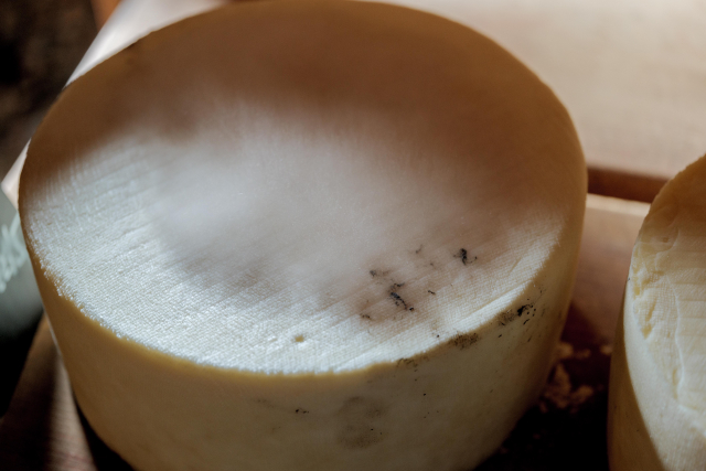 白カビの危険性と家庭での安全な対処法