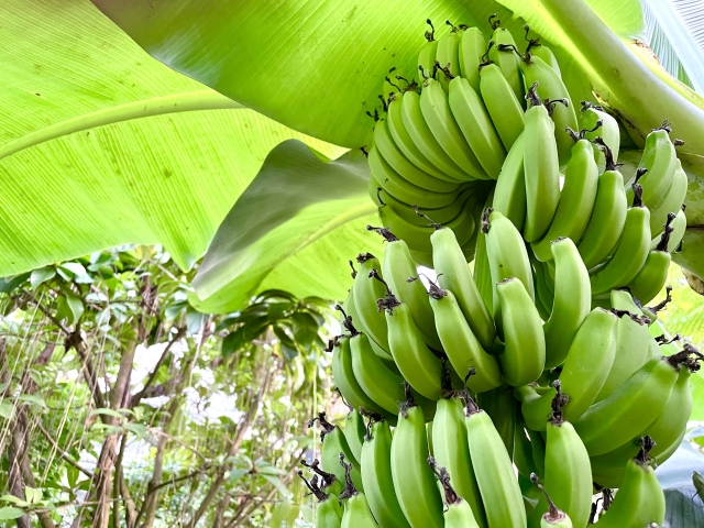 亜熱帯化する日本 - カビの脅威と健康を守るために
