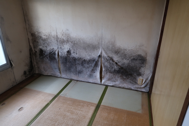 日本におけるスタキボトリス問題とその対策