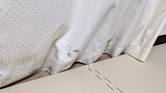 黒カビの全知識：健康への影響から安全な除去法まで