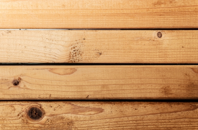 専門家が教える！ムコールカビの種類とその特徴