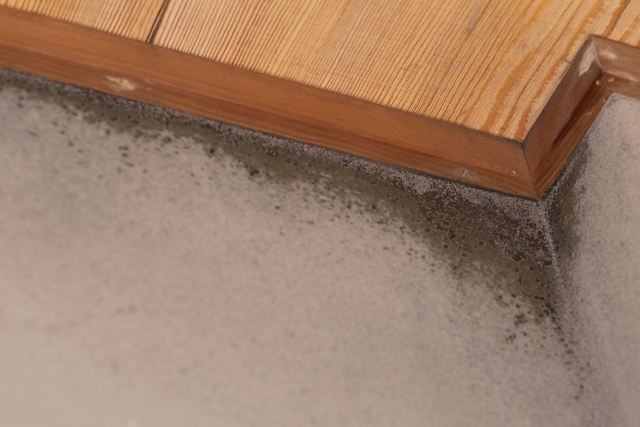 アルテルナリアカビとは？知っておきたい基本と健康への影響