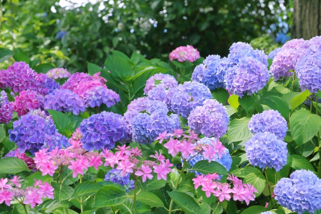 梅雨明け後のカビ問題を解決する！効果的な対策と予防法完全ガイド