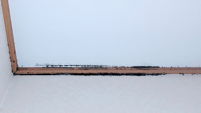 【健康を守るために】カビの危険性を徹底解説！今すぐできる対策とは？