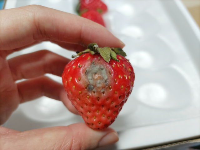 いちごにカビ！食べたら危険？知られざる健康リスクと予防策