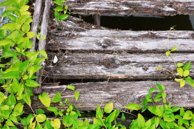 カビだけじゃない！腐朽菌が木材を侵す仕組みと対策法