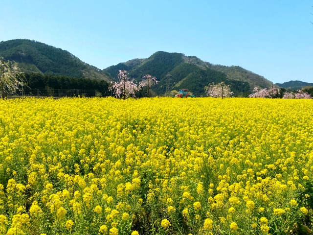 春はカビが増える！？気付かぬうちに体調を崩す原因とは