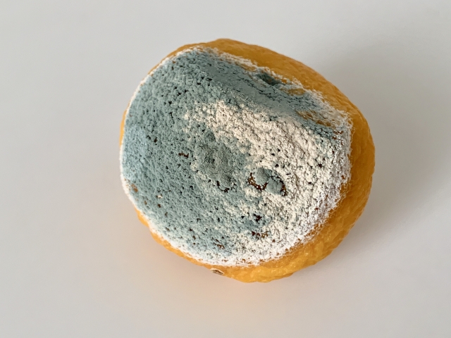 青カビの危険性と健康被害を知ろう！住宅を守るための対策ガイド