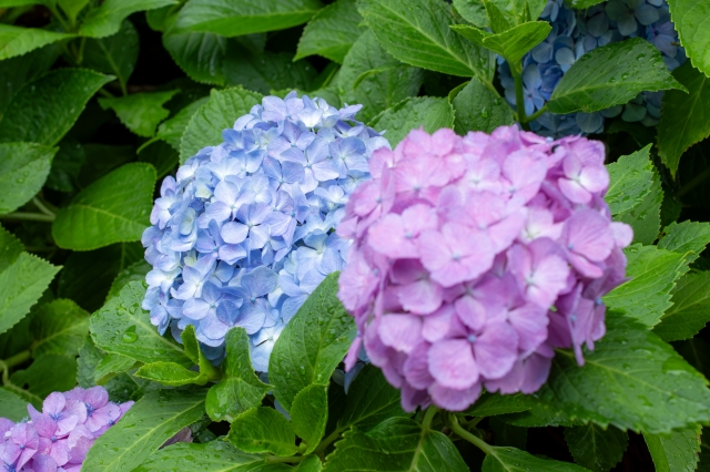 「秋雨のせい？部屋がカビ臭い…」その原因と今すぐできる対策5選！