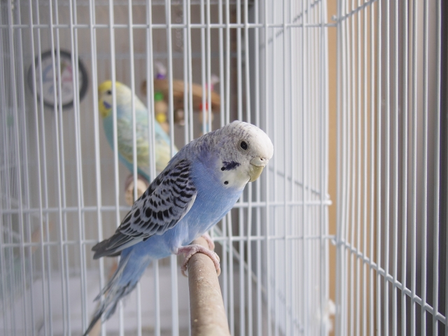 鳥と暮らす人必見！カビによるアレルギーの危険性と予防法