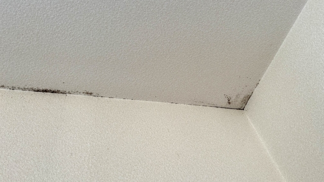 天井カビの正体は漏水だった！掃除・修理・保険のすべてが分かる