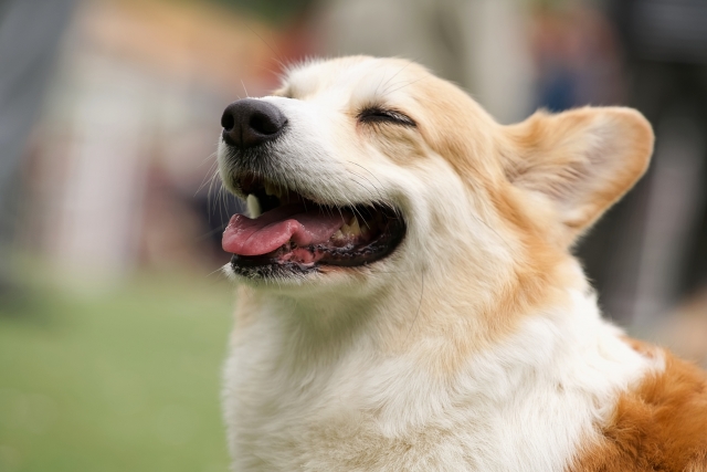 カビが招くペットの健康リスクと今すぐ始めたい予防策