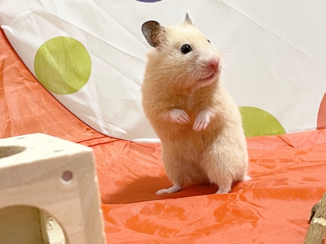 カビで体調を崩す小動物が増加中？原因と対策を徹底解説