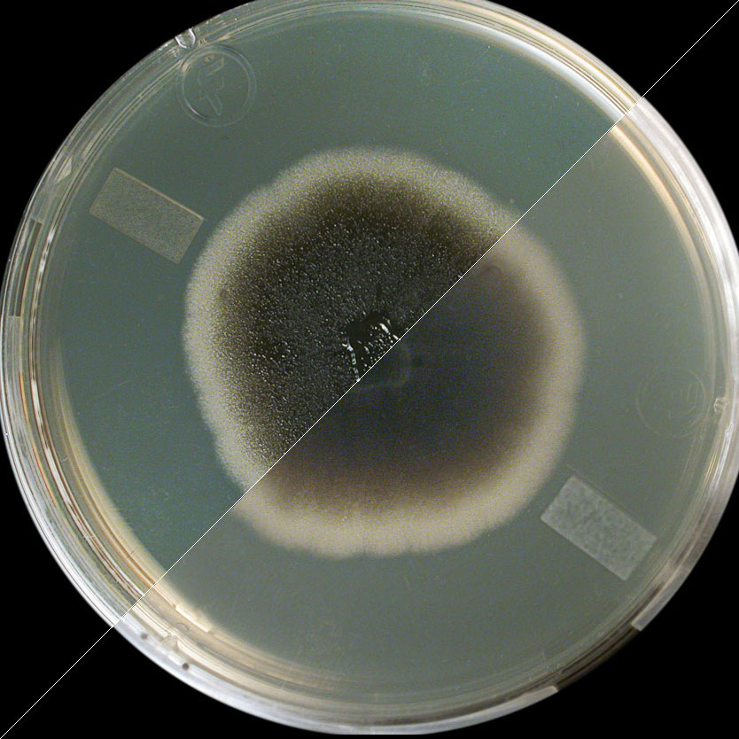 【浴室の黒い“ねばねばカビ”の正体】Aureobasidium（オーレ