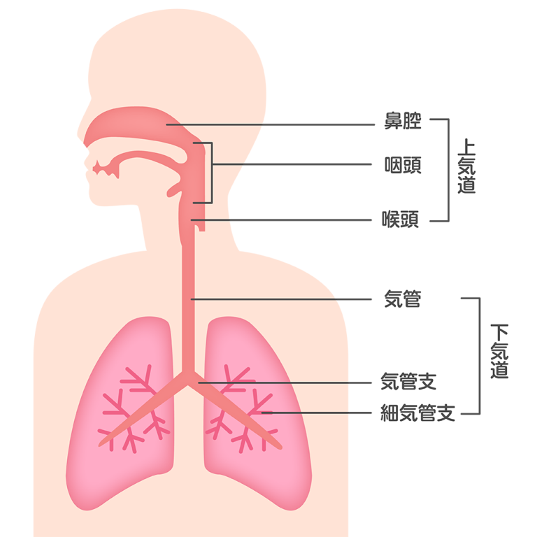 肺アスペルギルス症とは？カビが肺に住む病気