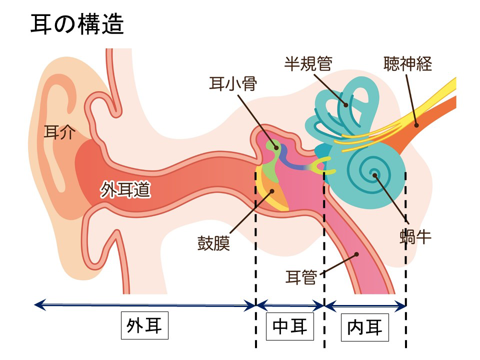 耳の中にカビ！？外耳道真菌症の原因と対策