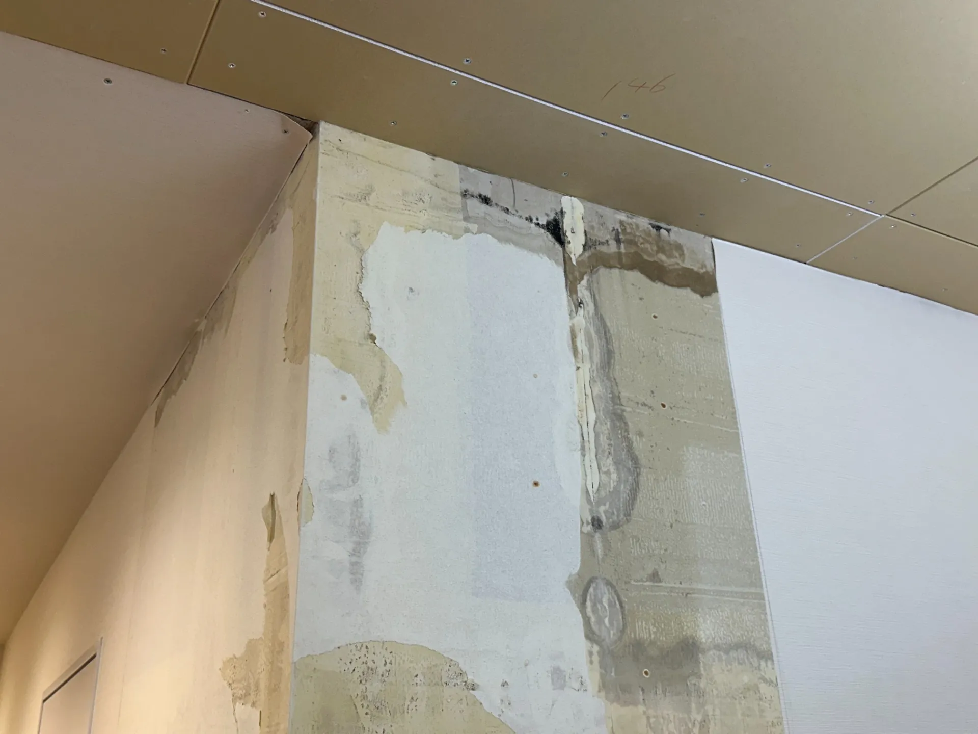 立春から増えるカビ臭…正体と見えないカビ探し🔎