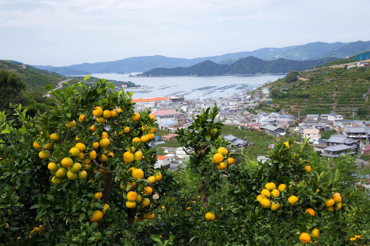 愛媛県の魅力と快適な住まい対策🍊