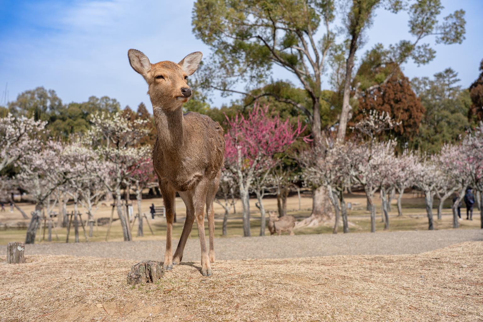 奈良県の微生物対策と快適な住環境
